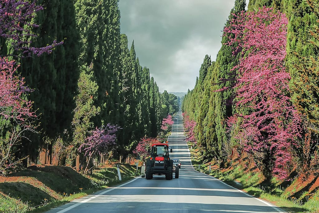 Ville di lusso in Toscana: la guida dell'architetto per sceglierle, affittarle o comprarle 12 Il viale dei cipressi di Bolgheri, Toscana