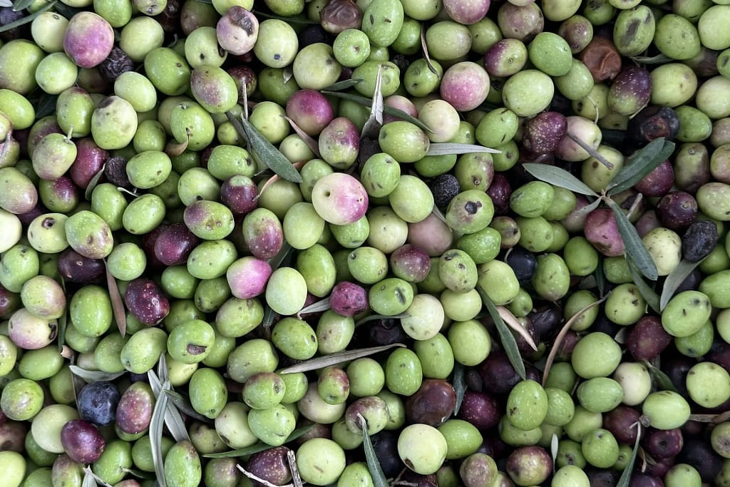 Longevity Supplements 9 Longevity supplements: freshly picked olives