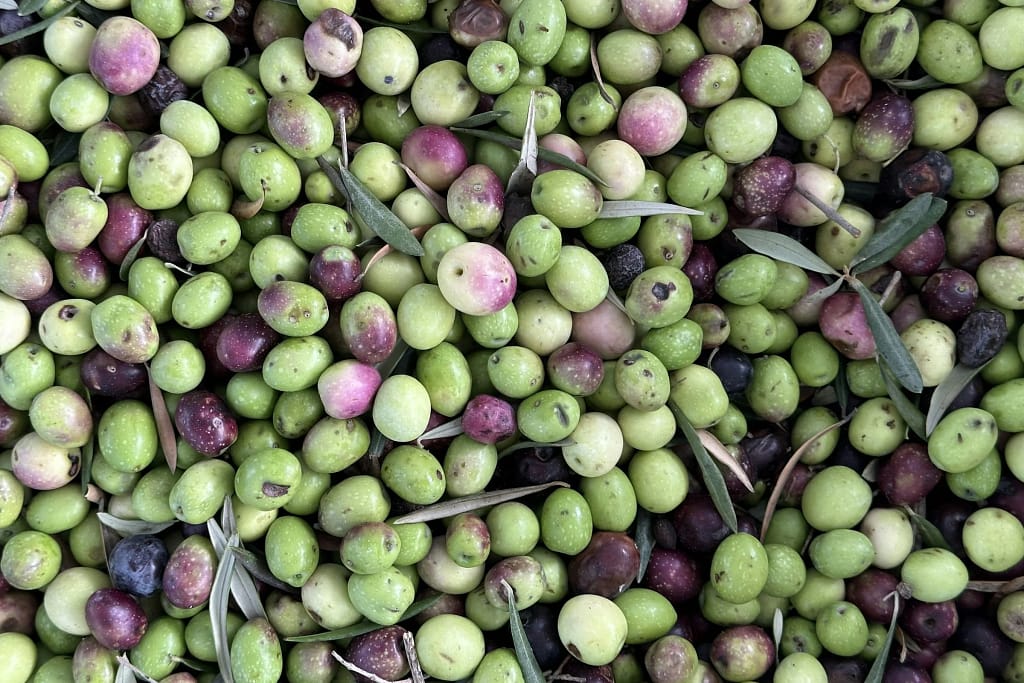 Integratori per la longevità 9 Olive appena raccolte