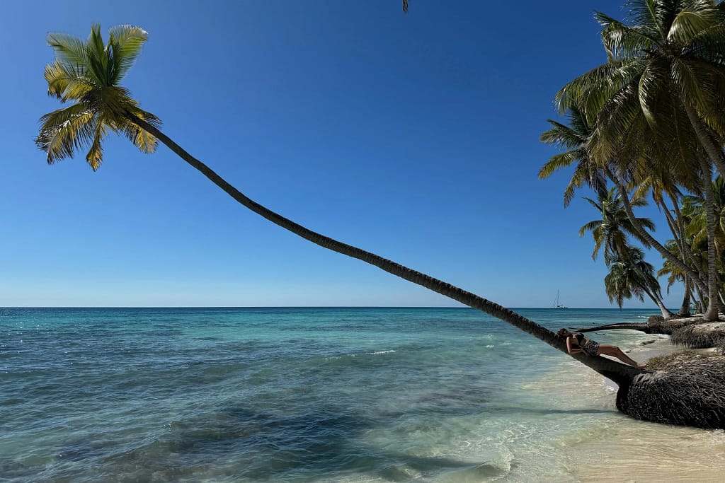Viaggio in Repubblica Dominicana: Samaná, Saona e Santo Domingo 3 Viaggio in Repubblica Dominicana: palma piegata sull’acqua dell’isola Saona