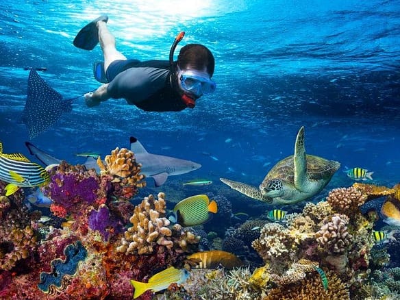 Zanzibar — Luxury Real Estate & Travel i 5 snorkeling Mnemba Atoll Zanzibar tartarughe mante