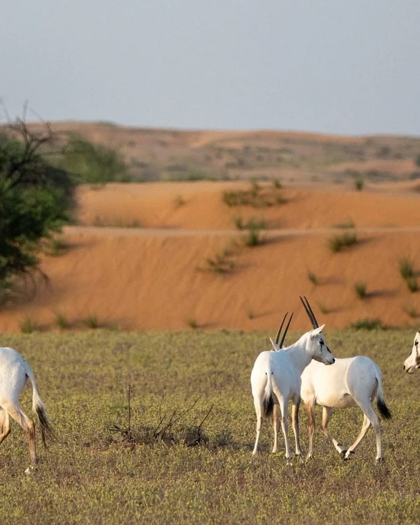 Luxury Travel 2 Luxury travel: Arabian oryx in the Dubai desert reserve