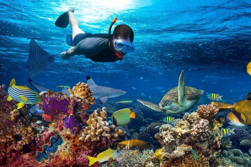 Zanzibar — Luxury Real Estate & Travel 4 snorkeling Mnemba Atoll Zanzibar tartarughe mante